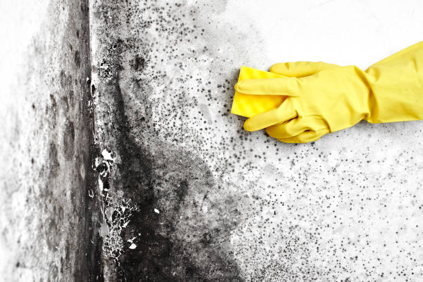Best Home Mold Removal  in Severna Park, MD