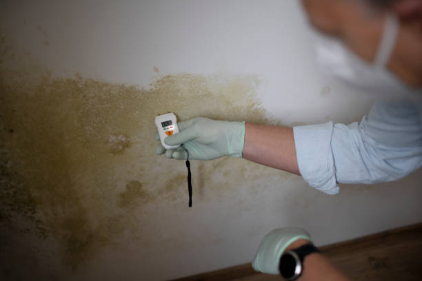 Best Emergency Mold Removal  in Severna Park, MD
