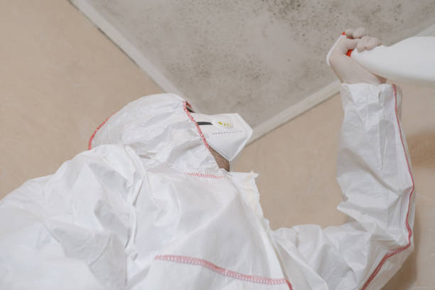 Certified Mold Removal in Severna Park, MD