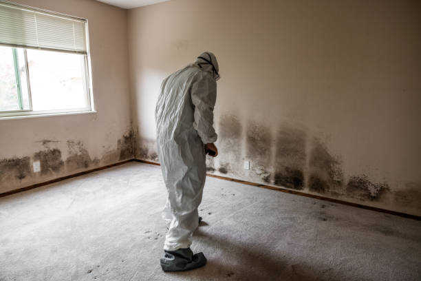 Best Toxic Mold Removal  in Severna Park, MD