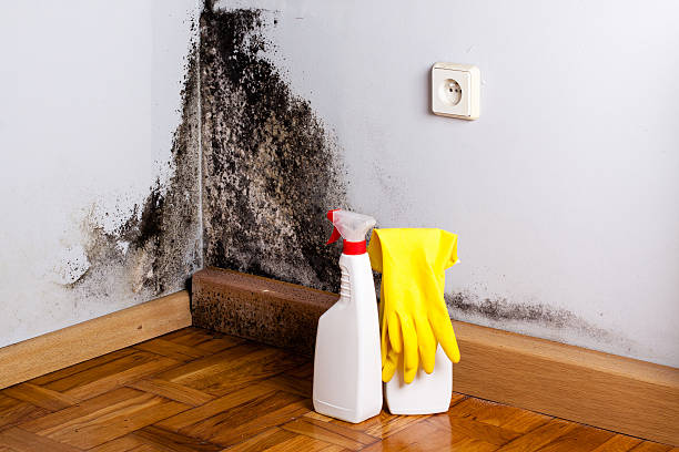 Home Mold Removal