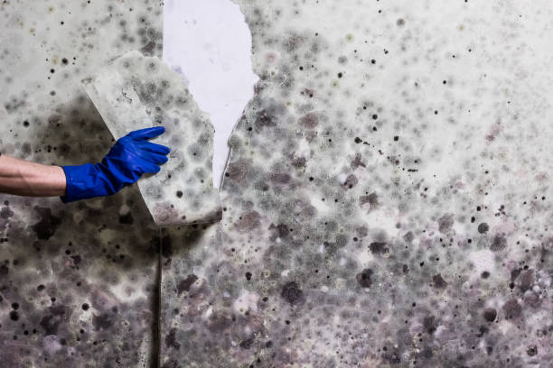 Best Professional Mold Removal  in Severna Park, MD