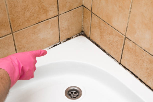 Best Best Mold Removal Companies  in Severna Park, MD